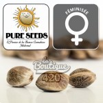 Pure Seeds CBD Ultra feminisierte Samen mit ausgewogenem THC:CBD-Verhältnis für passionierte Sammler