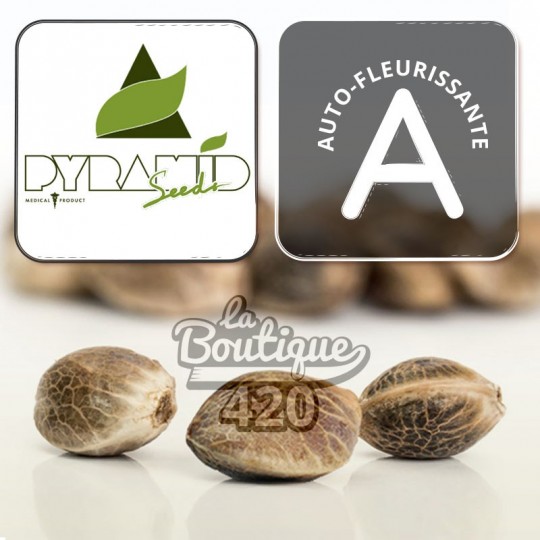 Auto New York City CBD Samen von Pyramid Seeds, autoflowering Varietät reich an Cannabidiol mit Zitronenaromen