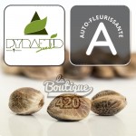 Auto White Widow CBD Samen von Pyramid Seeds, autoflowering Sorte reich an Cannabidiol für die Sammlung