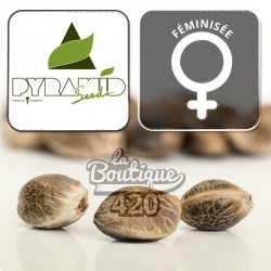 Feminisierte Blue Pyramid Cannabissamen von Pyramid Seeds, premium Indica-Sorte mit bläulichen Tönen