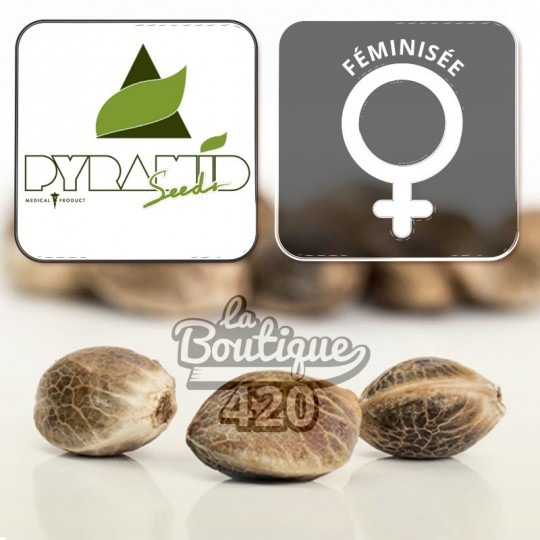 Feminisierte Olympia Cannabissamen von Pyramid Seeds, ausgewogener Hybrid mit fruchtigen und würzigen Aromen