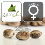 Drei feminisierte Shark Cannabissamen von Pyramid Seeds mit ihrem charakteristischen natürlichen marmorierten Aussehen
