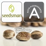 Feminisierte Seedsman Auto White Widow autoflowering Sammlercannabissamen, Premium-Qualität