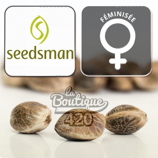 Drei feminisierte White Widow Fast Cannabissamen von Seedsman, schnellblühende Hybrid-Sorte für Sammler