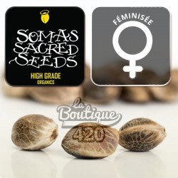 Amnesia Haze Féminisée