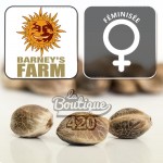 Drei feminisierte Laughing Buddha Cannabissamen von Barney's Farm, preisgekrönte Sativa-Sorte Thai x Jamaican