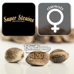 Feminisierte Agartha Super Strains CBD Sammlercannabissamen, außergewöhnliche Premium-Haze-Sorte