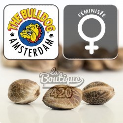 Bubblegum Kush Féminisée