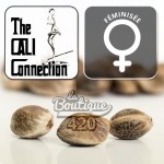 Feminisierte Larry OG Kush Cannabissamen von The Cali Connection, premium kalifornische Sorte