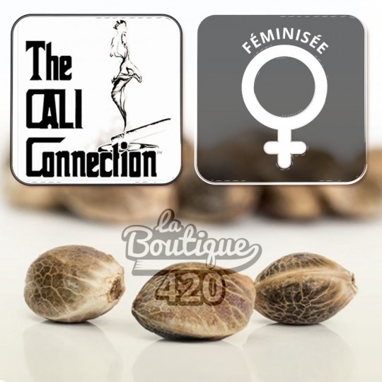 Feminisierte SugarMill Sammlersamen von The Cali Connection, premium kalifornische Sorte