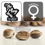 Feminisierte Blue OG Sherbet Cannabissamen von The Plug Seedbank, premium spanische Sativa-Sorte