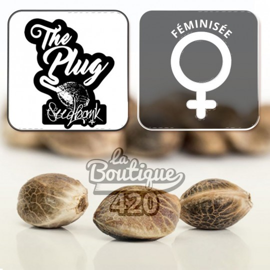 Feminisierte Blue OG Sherbet Cannabissamen von The Plug Seedbank, premium spanische Sativa-Sorte