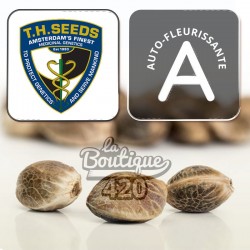 TH Seeds Northern HOG Auto Cannabissamen, autoflowering Indica mit 17% THC und 420 Gramm