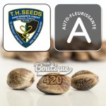 TH Seeds Northern HOG Auto Cannabissamen, autoflowering Indica mit 17% THC und 420 Gramm
