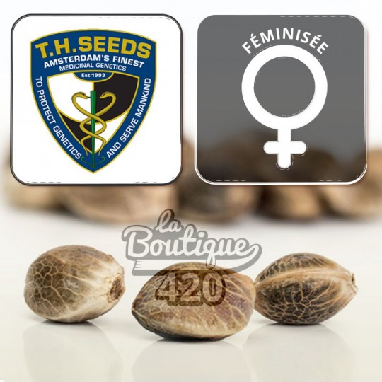 Feminisierte S.A.G.E CBD Sammlersamen von TH Seeds, Indica-Sativa-Hybrid mit ausgewogenem THC:CBD-Verhältnis