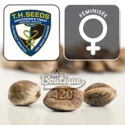 Feminisierte M.O.B von TH Seeds, Mother of Berries Indica mit Blaubeeraromen