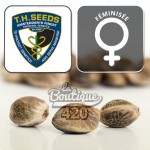 Feminisierte S.A.G.E CBD Cannabissamen von TH Seeds mit ausgewogenem THC:CBD-Verhältnis für Sammler
