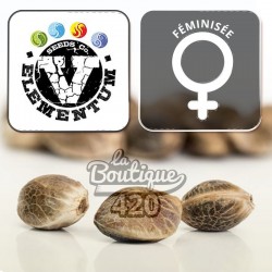 Feminisierte Caseus von V Elementum, premium spanische Cheese-Sorte mit markanten Käsearomen