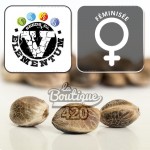 Feminisierte K8 Cannabissamen von V Elementum, 50% Indica 50% Sativa Hybrid mit intensiven Zitrusaromen