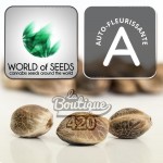 Drei Cannabissamen Amnesia Ryder Automatique von World of Seeds, premium autoflowering Sativa-Sorte