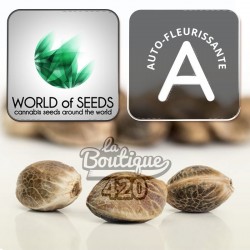 Cannabissamen Neville Haze Automatique von World of Seeds, autoflowering Sativa-Sammlersorte