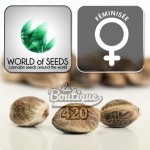 Feminisierte Afghan Kush x Skunk Cannabissamen aus der Sammlung von World of Seeds, premium Indica-Sorte