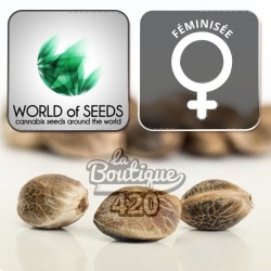 Feminisierte Chronic Haze Cannabissamen von World of Seeds, premium Sorte mit 60% Sativa und 40% Indica