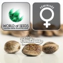 Sativa Collection Feminisiert Samen von World of Seeds