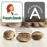 Expert Seeds Sweet Cream Auto XXL autoflowering Cannabissamen mit außergewöhnlichem Ertrag von 450-550g/m²