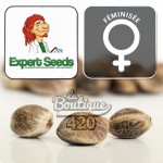 Feminisierte Clinical White CBD Expert Seeds Cannabissamen, therapeutische sativa-dominante Sorte