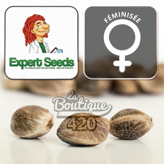 Feminisierte Clinical White CBD Expert Seeds Cannabissamen, therapeutische sativa-dominante Sorte