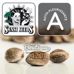 Drei Afghan Pearl CBD Auto Samen von Sensi Seeds Research, CBD-reiche Autoflowering-Sorte