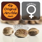 Original Sensible Seeds feminisierte Do-Si-Dos OG Cannabissamen, premium Indica-Hybridsorte mit 28% THC