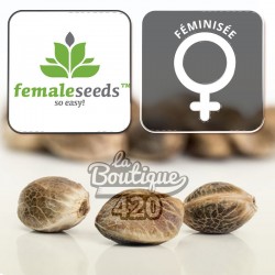 Feminisierte Female Seeds CBD Terra Italia mit legalem THC-Gehalt unter 0,3% und optimalem CBD-Verhältnis