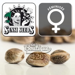 Himalayan CBD Féminisée