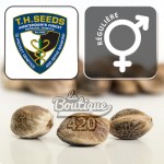 TH Seeds MK-Ultra Cake reguläre Cannabissamen limitierte Collector-Edition mit Qualitätslogo