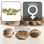 Feminisierte Cloud Walker Cannabissamen von Green House Seeds, psychedelischer Sativa-Hybrid aus kolumbianischer Punta Roja