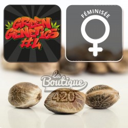 Green Genetics 4 Big Bud feminisierte Cannabis-Samen der Collection mit feminisiertem Logo auf neutralem Hintergrund