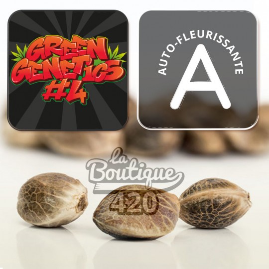 Green Genetics 4 Amnesia Haze Auto Kollektionssamen, premium autoflorierende 90% Sativa-Varietät