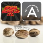 Big Bud Auto Kollektionssamen von Green Genetics 4 mit 420-Markierung, indica-dominante Sorte