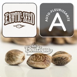 Sir Jack Auto Pure CBD Samen von Exotic Seeds mit Autoflowering-Logo, CBD-reiche Kollektionssorte