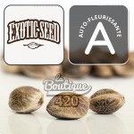 Sir Jack Auto Pure CBD Samen von Exotic Seeds mit Autoflowering-Logo, CBD-reiche Kollektionssorte