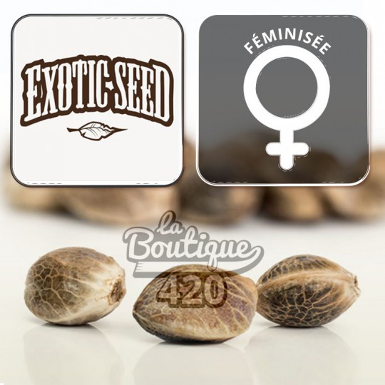 Feminisierte Purple Shot Cannabis-Samen von Exotic Seeds, violette Indica Premium-Sammlersorte
