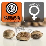Feminisierte Super OG Kush Samen von Kannabia Seeds, indica-dominante Sorte mit 22% THC für Sammler