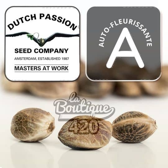 CBD Victory Auto Cannabissamen von Dutch Passion, autoflowering Sorte reich an CBD und CBDV für Sammler