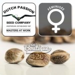 Feminisierte Skywalker Haze Samen von Dutch Passion, preisgekrönte sativa-Hybrid-Sorte mit Zitrusaromen