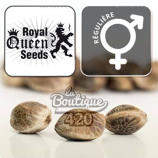 Reguläre Amnesia Haze Samen von Royal Queen Seeds, premium Sativa-Sorte mit 22% THC für Sammler