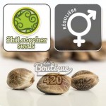 Reguläre Bruce Banner Cannabissamen von Philosopher Seeds, Hybrid aus OG Kush x Strawberry Diesel