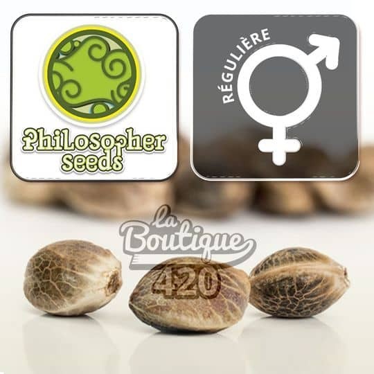 Reguläre Bruce Banner Cannabissamen von Philosopher Seeds, Hybrid aus OG Kush x Strawberry Diesel