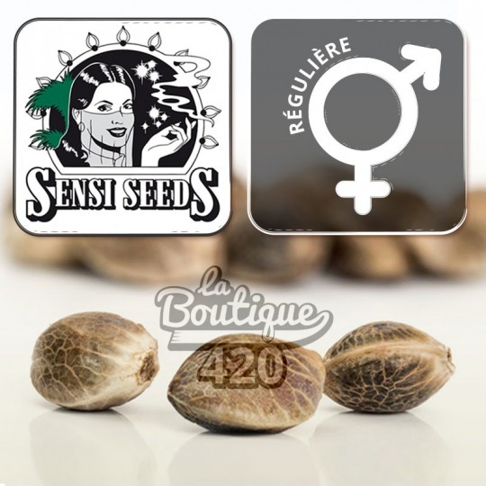 Drei reguläre Big Bud Cannabissamen von Sensi Seeds mit charakteristischer brauner Farbe und natürlicher Marmorierung